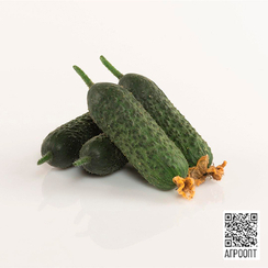 Абсолют F1 семена огурца партенокарпического (Bejo / Бейо)