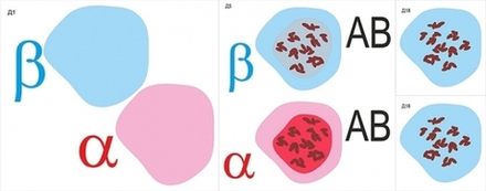 Модель-аппликация Переливание крови. Определение группы крови (двухслойная)