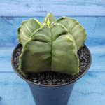 Astrophytum Myriostigma variagate XXL (Астрофитум)