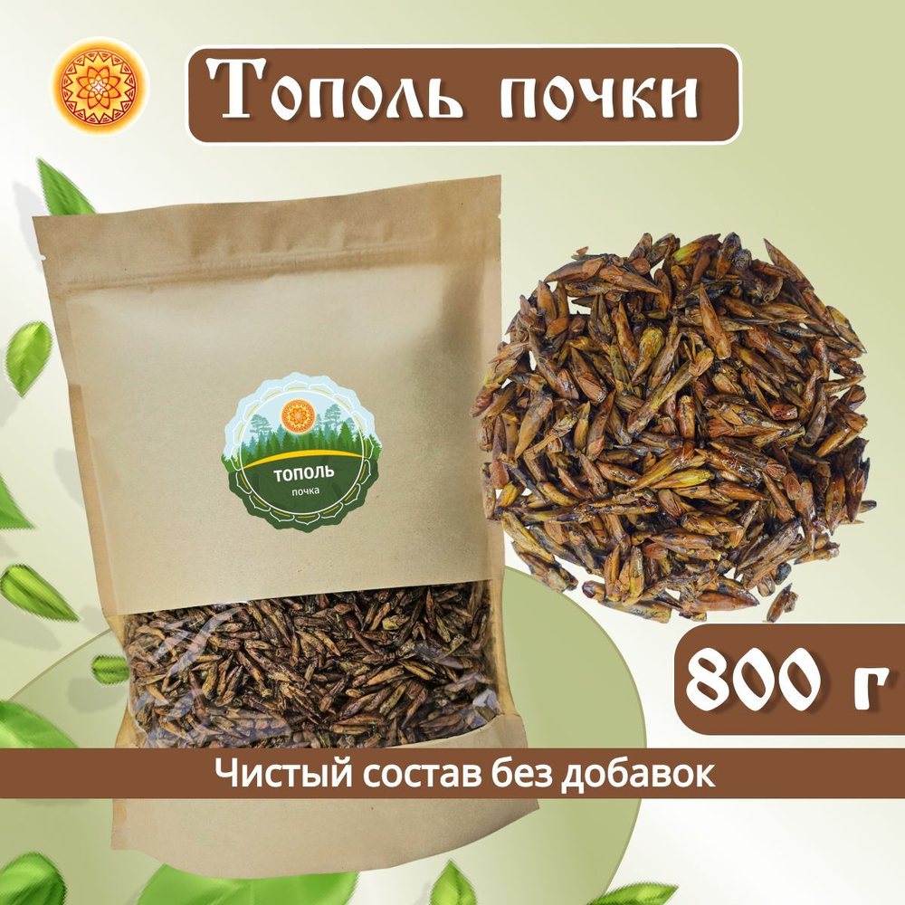 Тополь черный почки.