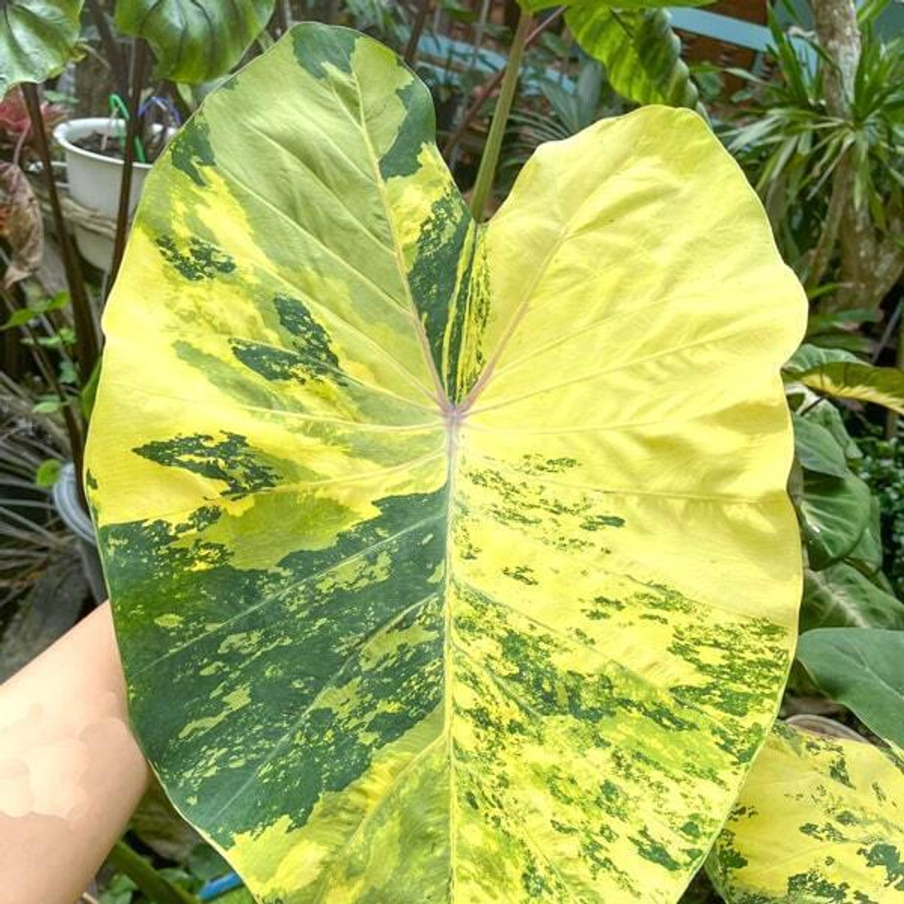 Колоказия GOLDEN SIAM