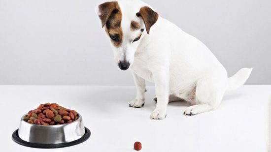 Почему собака плохо ест сухой корм?