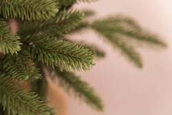 Ель в мешочке 45см Edelman B.V. Чемберлен зеленая