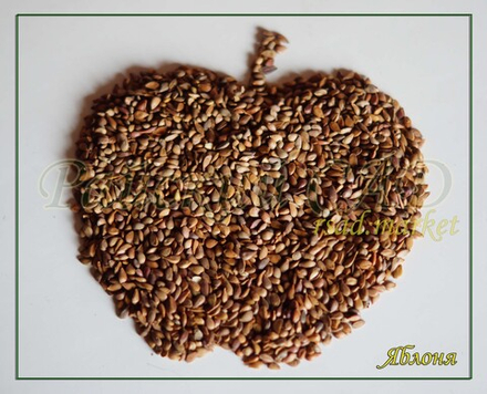 Семена Яблони для подвоя 1 кг