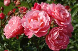 Майн Шонер Гартен (Mein schoner Garten)