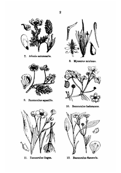 Illustrations of the British flora, drawn by W.H. Fitch and W.G. Smith | Walter Hood Fitch