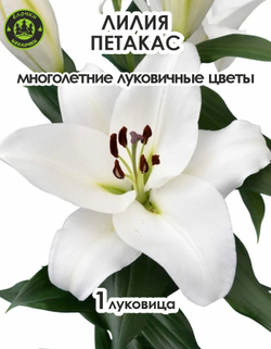 Луковичные цветы лилия, Петакас, 1 шт