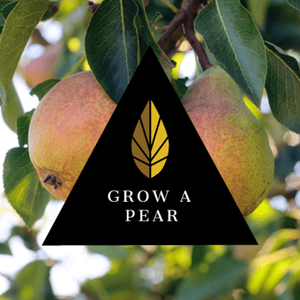 Azure Black Line - Grow A Pear (100g)
