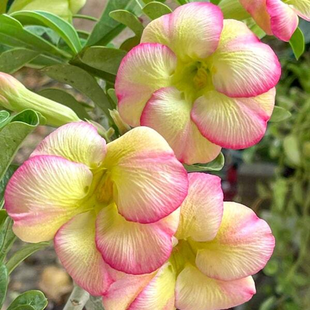 Адениум THONG GAWAO