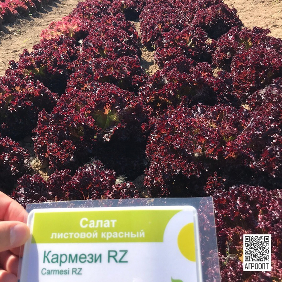 Кармези семена салата лолло росса (Rijk Zwaan / Райк Цваан) в поле – фото 15