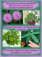 Мимоза стыдливая "Не тронь меня"