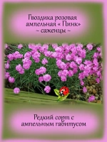 Гвоздика ампельная Пинк розовая