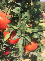 гранат из Египта