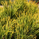 Сосна горная Карстенс Винтерголд на штамбе