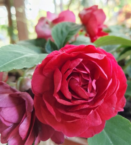 Бальзамин Musica Elegant Red ОКС укорененный черенок