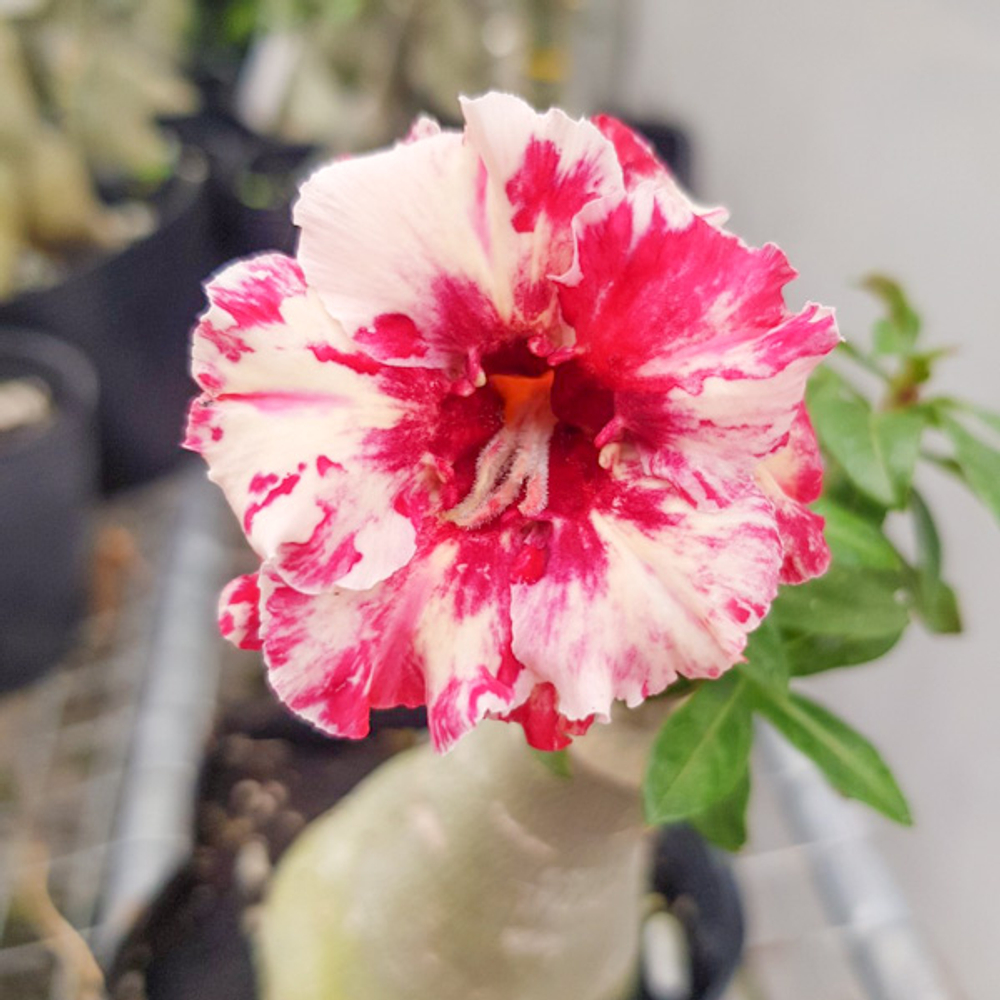 Адениум обесум 322