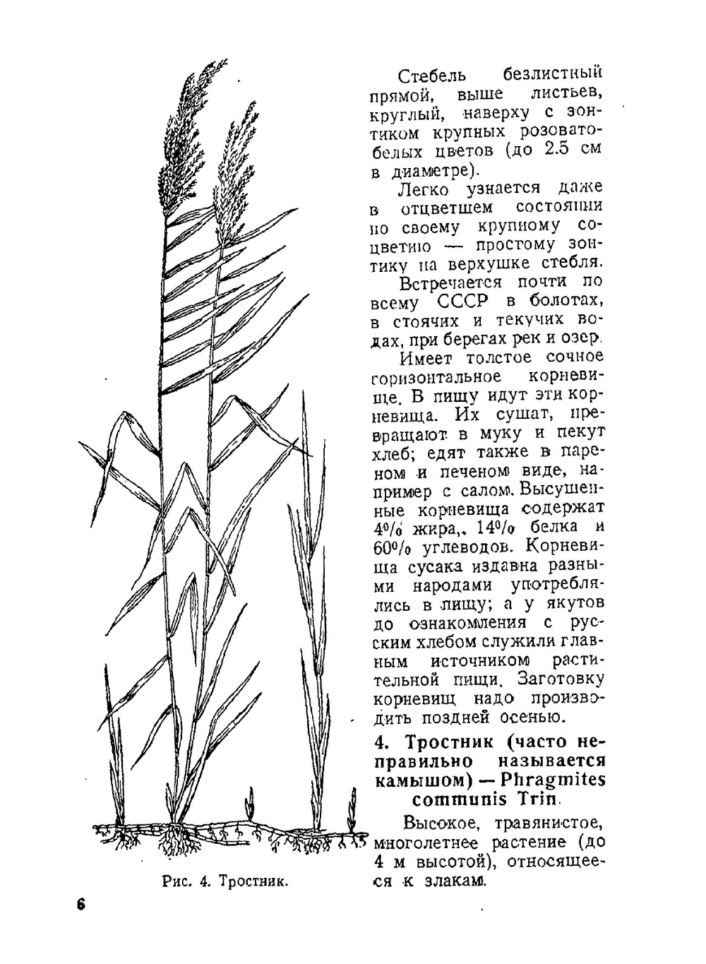 Дикие съедобные растения | Нет автора