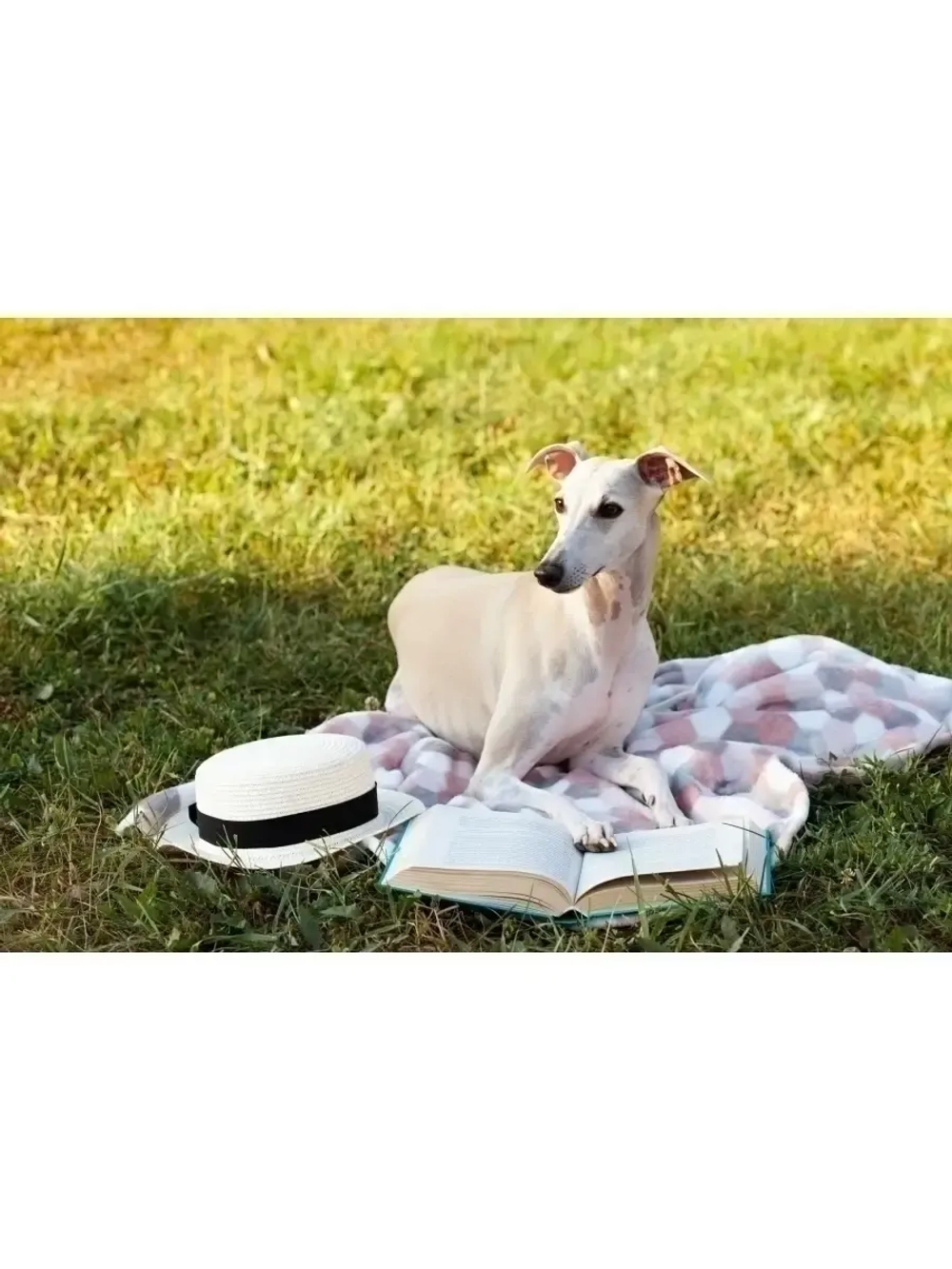 Плед для животных