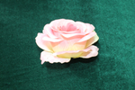 Роза Красивая