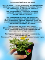 Мекардония ампельная почвопокровная