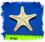 Натуральная морская звезда