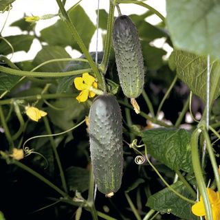 Огурец Атлантис F1 250 (семян)