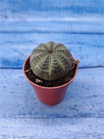 Euphorbia Obesa (Эуфорбия)