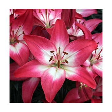 Лилия Тайни Диамонд Генетически Низкорослая До 45 См