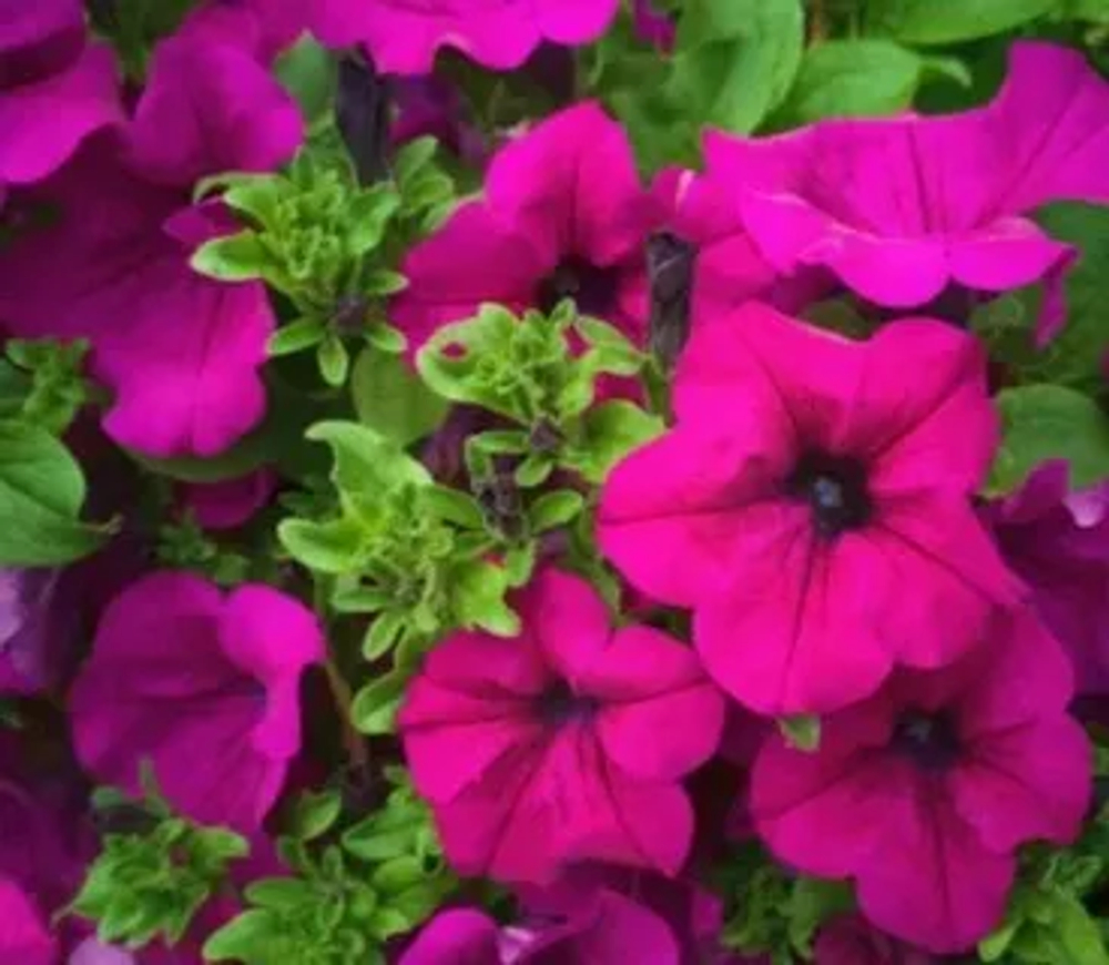 Петуния Тайдал Вейв Purple