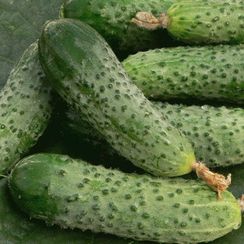 ГЕРМАН F1 семена огурца (Seminis | Alexagro)