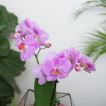 Готовый флорариум с пурпурной орхидеей Икос