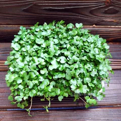 Брокколи на корне (лоток) / 40 гр / РАСПРОДАЖА Брокколи на корне (лоток) / 40 гр / РАСПРОДАЖА