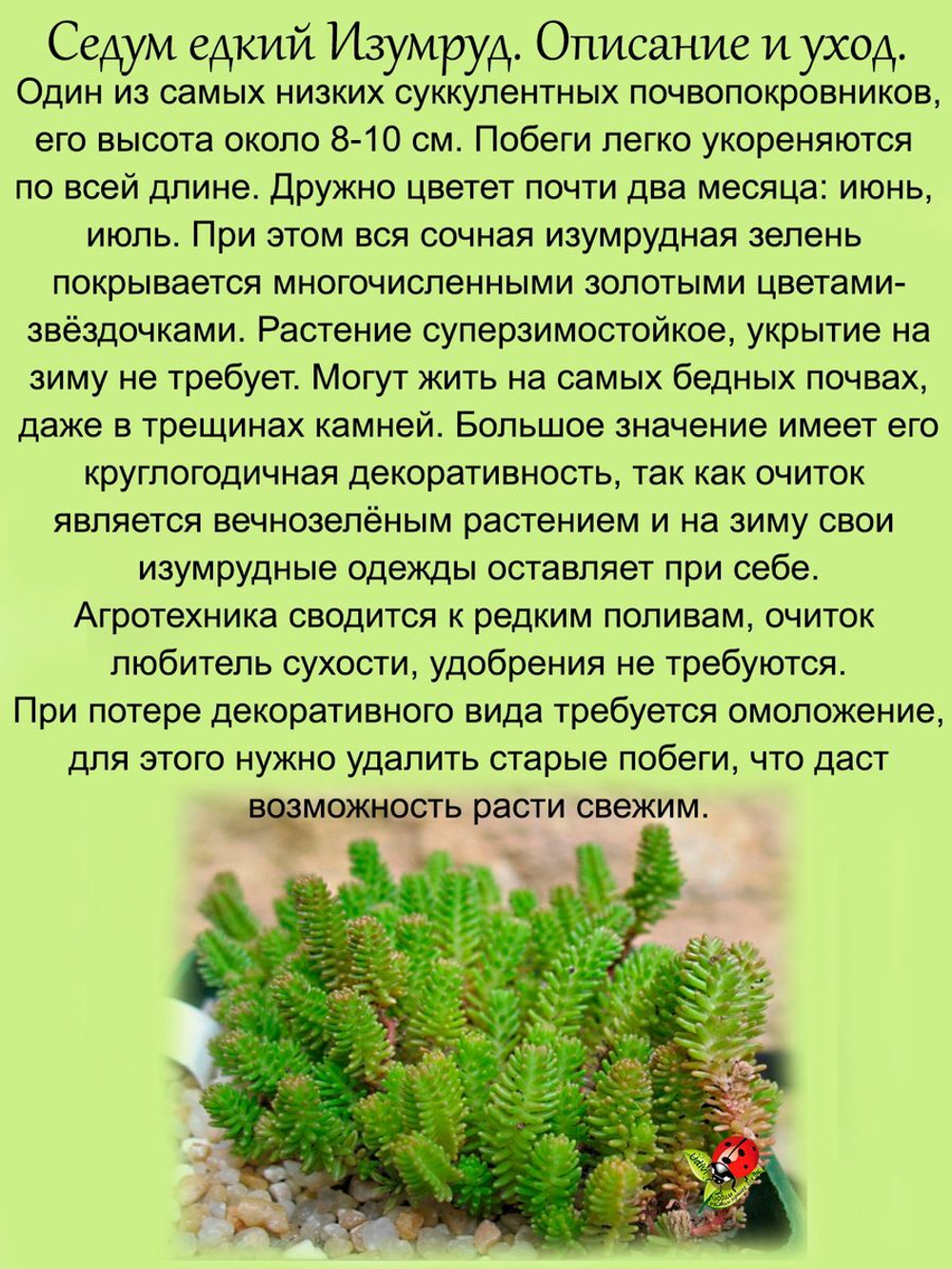 Седум едкий Изумруд очиток почвопокровный многолетний