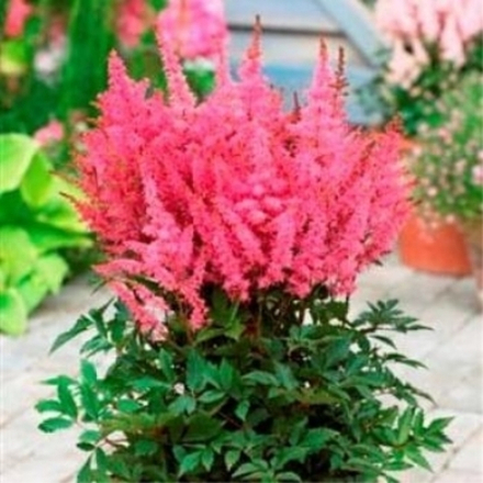 Астильба гибридная Юник Пинк С2