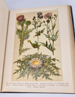 "Ботанический атлас по системе де-Кандоля". К.Гофман. 1899 г. - редкая книга