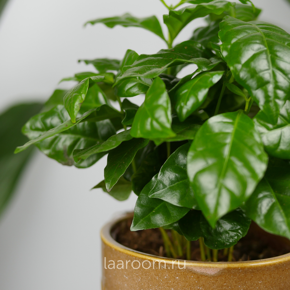 Кофе Арабика 12/30