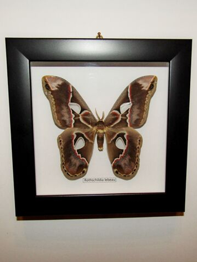 Бабочка Rothschildia lebeau в рамке
