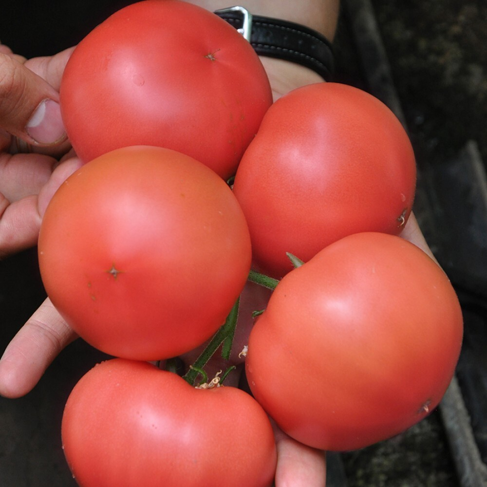 Томат Пинк Шайн F1 (25шт) Витагрин Профи