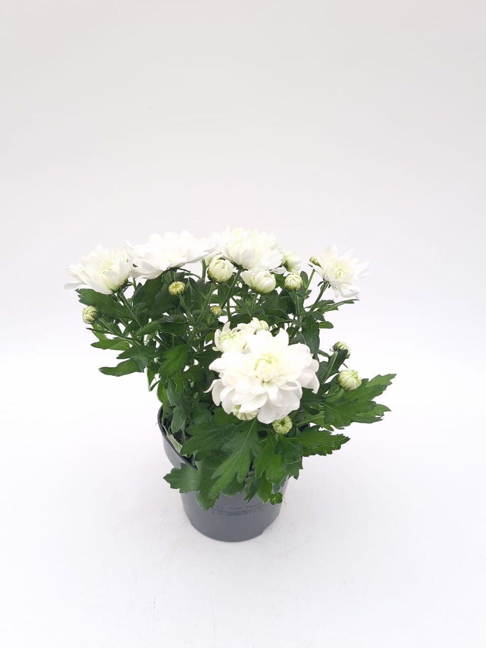 Хризантема