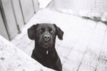 Фотопленка черно-белая FOMAPAN Classic iso 100 (36) 135mm