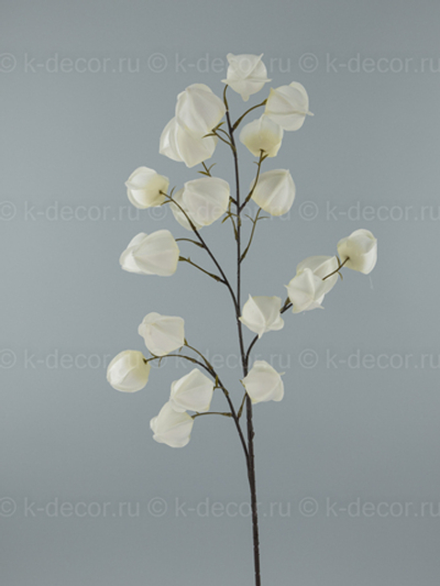 Ветка физалис