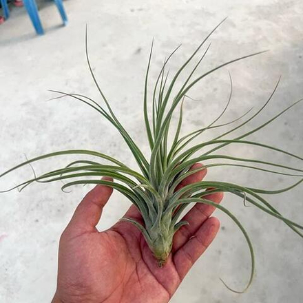 Тилландсия Success Story (brachycaulos x pruinosa)