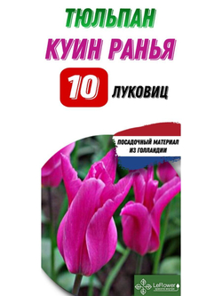 Тюльпан Луковица, Куин Ранья, 10шт