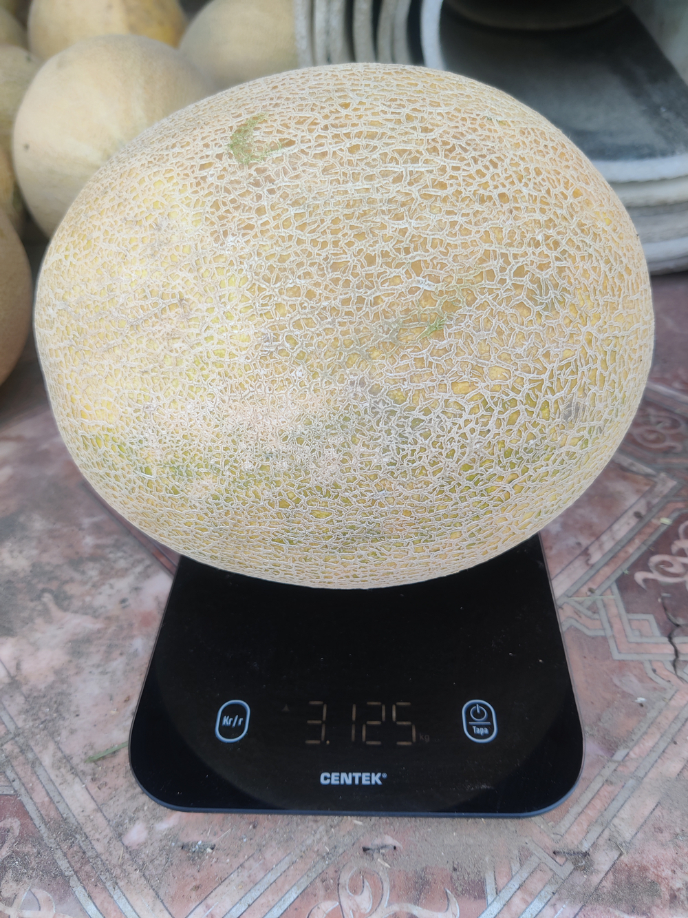 Радмила F1 семена дыни ( Yuksel Tohum / )