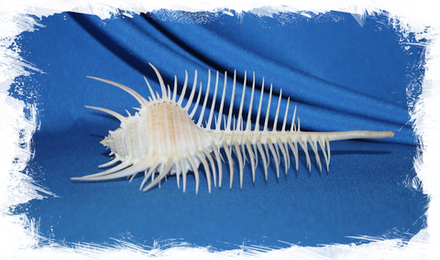 Мурекс Пектен с крышечкой 13-16 см