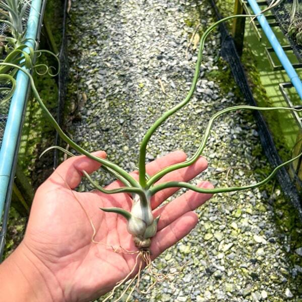 Тилландсия BULBOSA GIANT