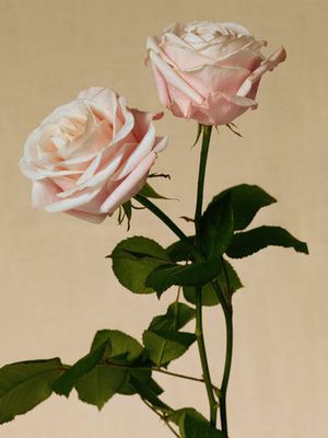 Burberry Tudor Rose