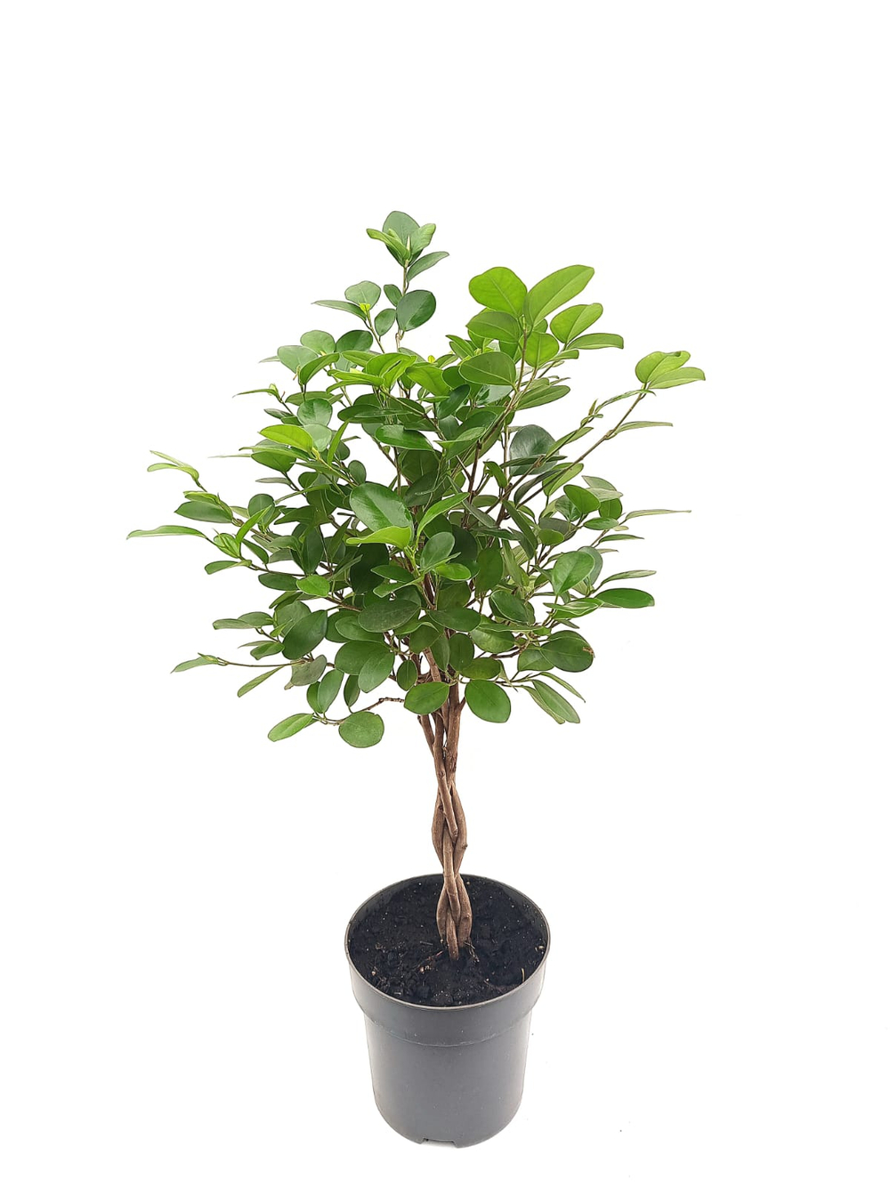 Фикус Макламе Коса