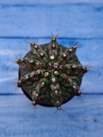 Gymnocalycium T-Rex Pink hybride (Гимнокалициум T-rex)