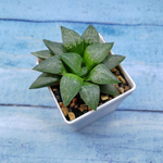 Haworthia Comptoniana Hybride hybrid (Хавортия)